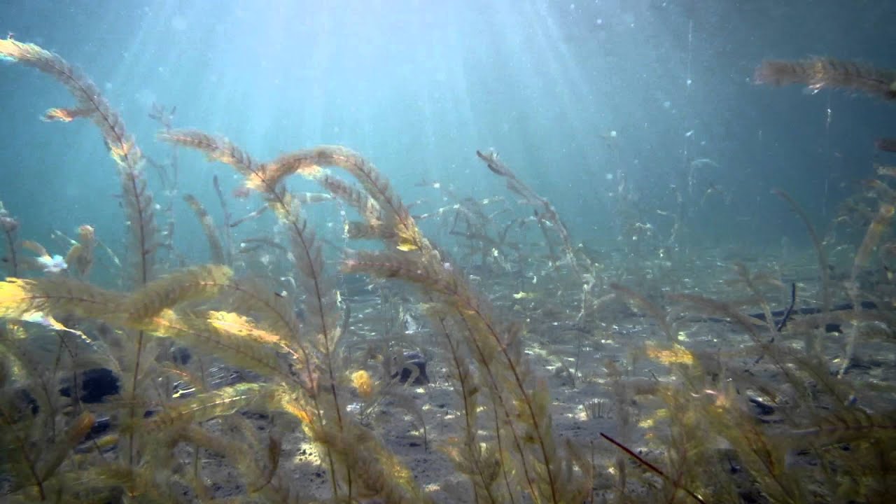 Valkiajärvi 2015. Sukelluskuvauksen SM-kilpailun 2015 videosarjan voittaja.
