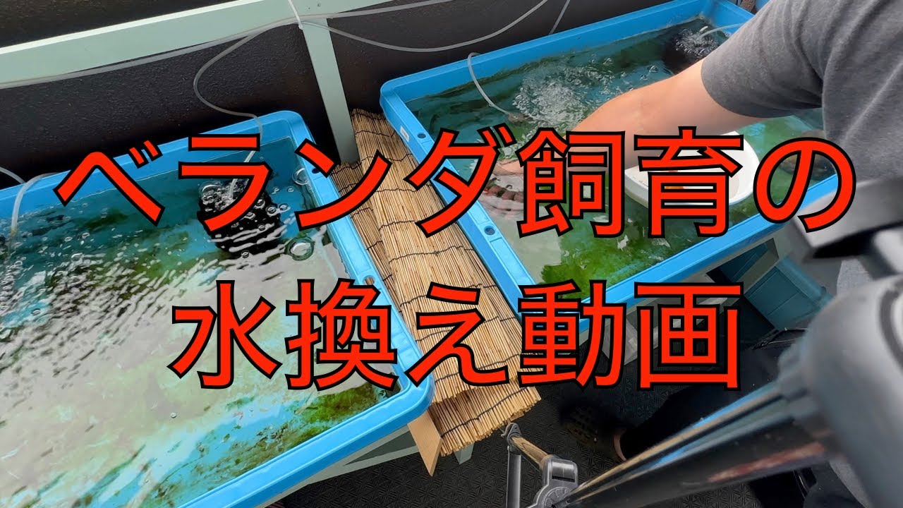 今回はベランダで金魚飼育の水換え動画です😊　　＃金魚＃らんちゅう＃蝶尾