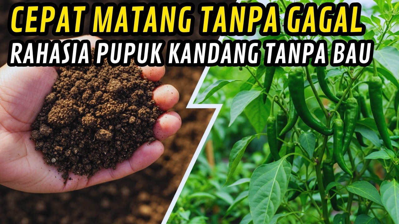 Salah Pakai Pupuk Kandang Bisa Bikin Tanaman Mati! Ini Solusinya!