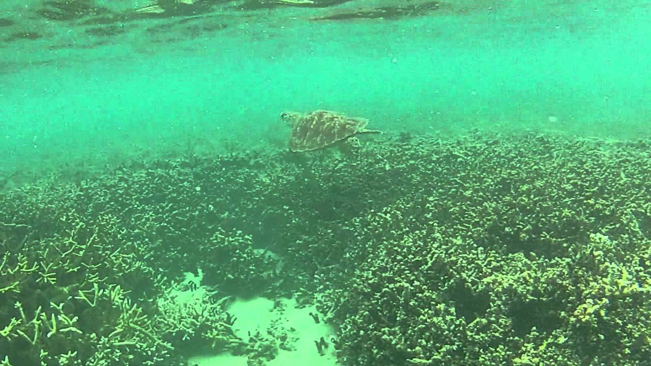 Tortue - Lagon de l'Ermitage - Réunion 2012