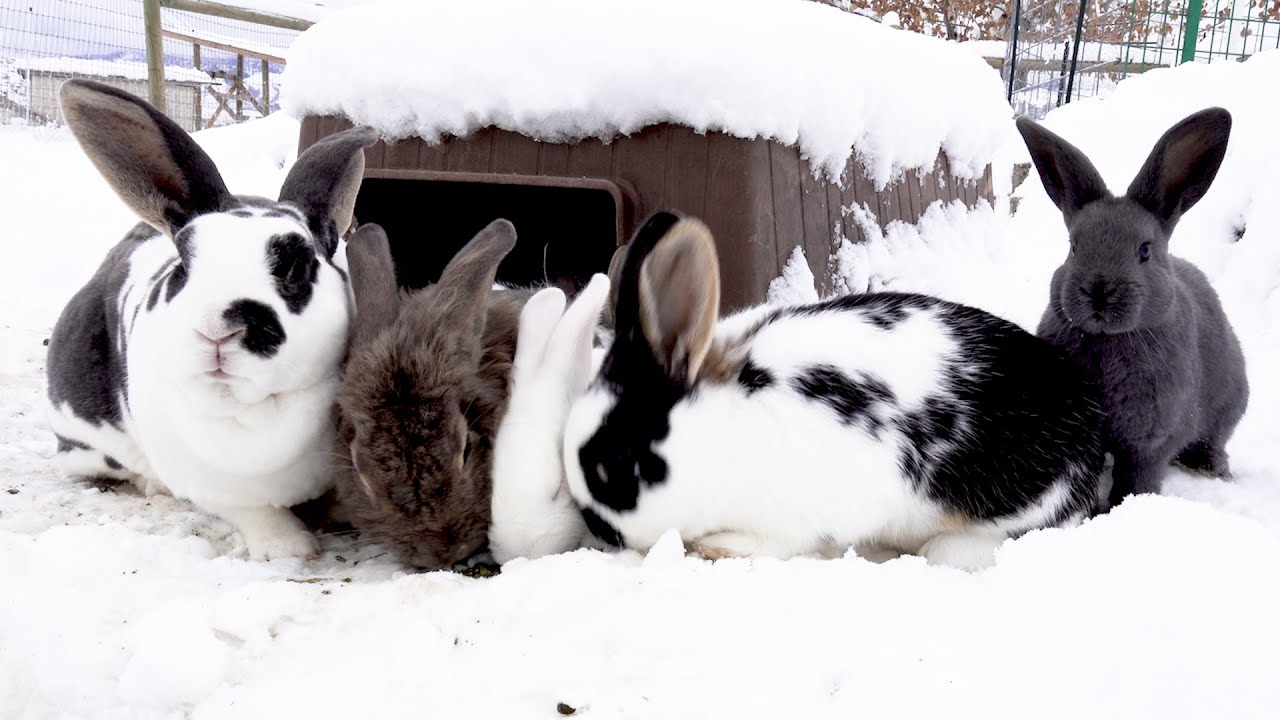 Our Snow Covered Rabbit Colony