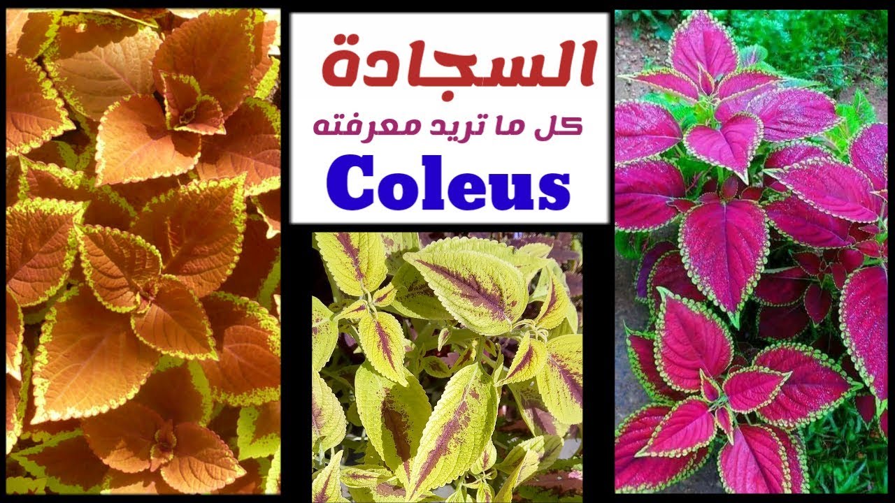 حماية واكثار نبات السجادة الكاليوس Coleus
