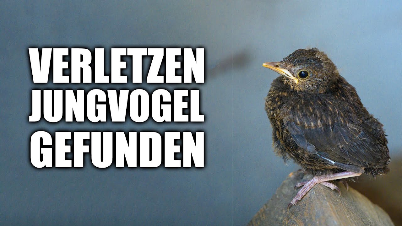 Was tun? Verletzen Jungvogel gefunden