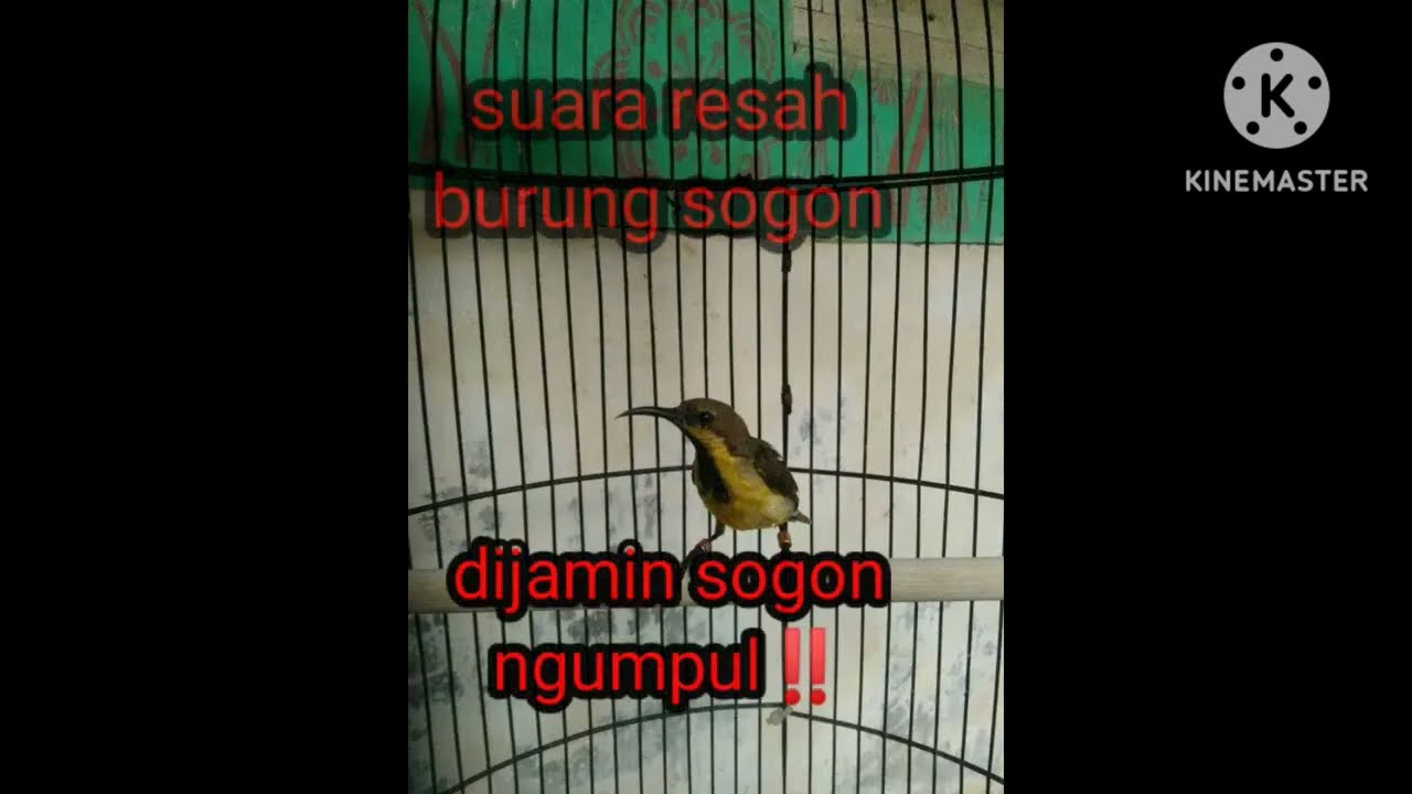 SOGON RESAH DI JAMIN SOGON LIAR NGUMPUL‼️#sogonijoan #suarapikatburungkecil #suarapikatsogon