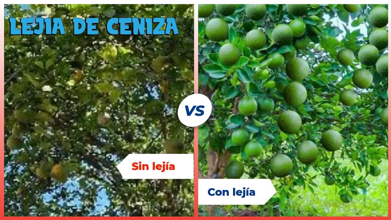 COMO HACER LEJIA DE CENIZA