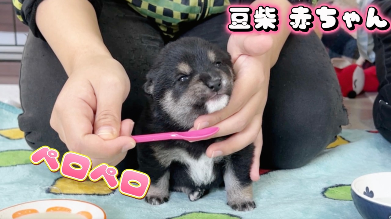 【豆柴犬】赤ちゃん3兄妹の癒しのペロペロお眠な離乳食デビュー日！“子犬と癒し”まめしば亭ブログvlog