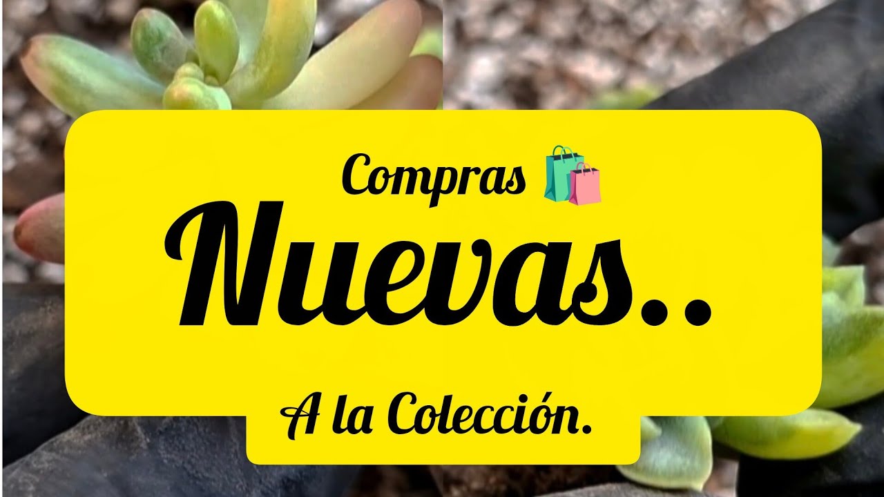 Compras... Nuevas a la Colección. #plantas #flores #suculentas #garden #jardín 