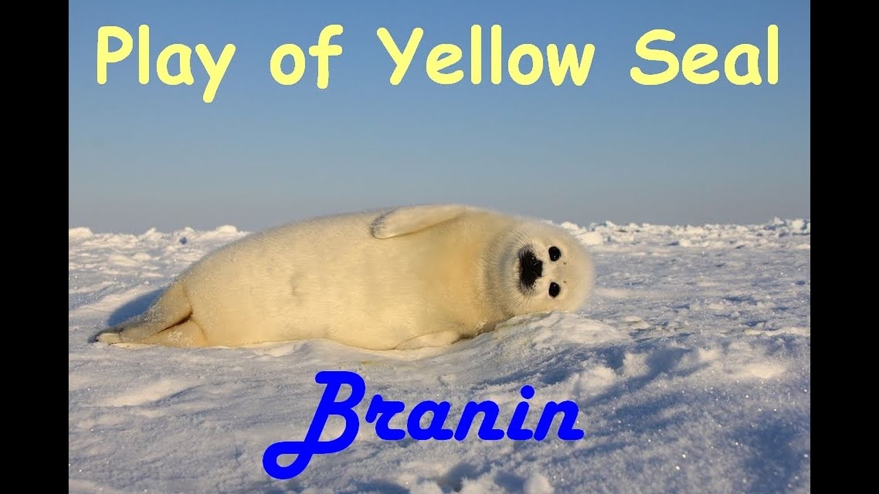 Play Of Yellow Seal by Branin
