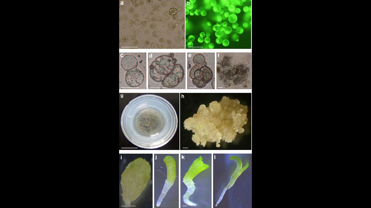 Isolation and Purification of Protoplast