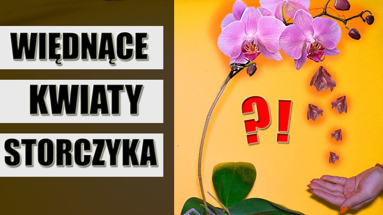 Dlaczego kwiaty STORCZYKA więdną, opadają i się obsypują ?