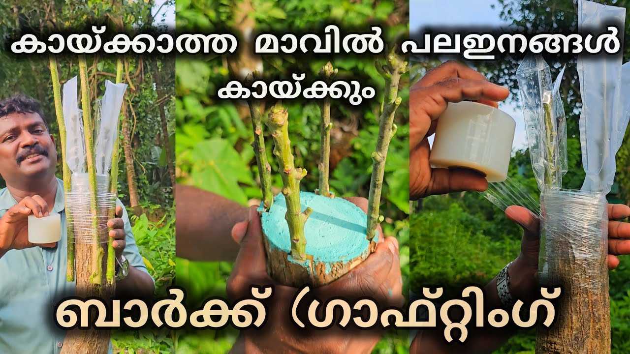ബാർക്ക് (ഗാഫ്റ്റിംഗ് പഠിക്കാം | കായ്ക്കാത്ത മാവിൽ പല ഇനങ്ങൾ കായ്പ്പിക്കാം  #grafting #barkgrafting