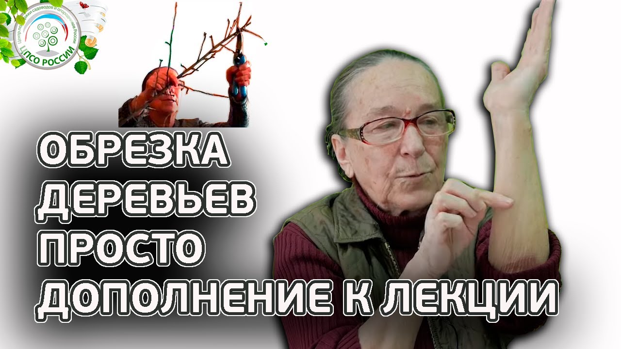 Обрезка деревьев. Дополнение к лекции по обрезке плодовых деревьев.