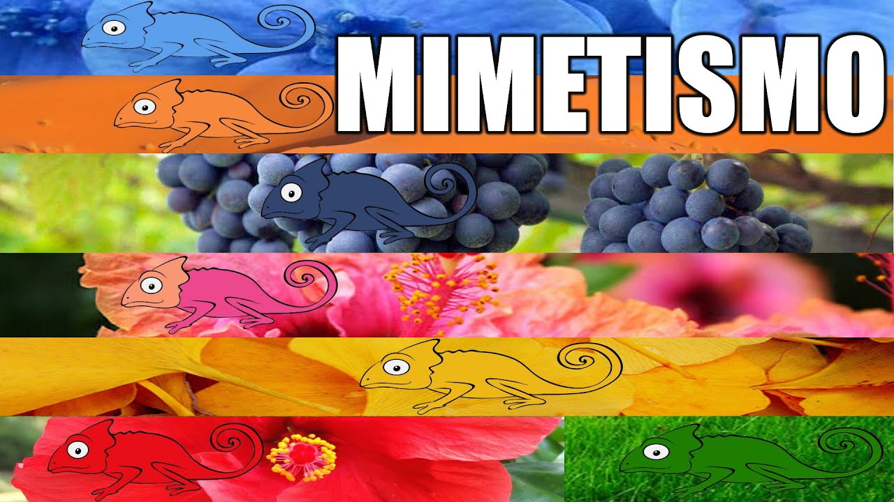 🦎🐇 🦈 IL MIMETISMO - Animali, Lezione di Scienze per la Scuola Primaria