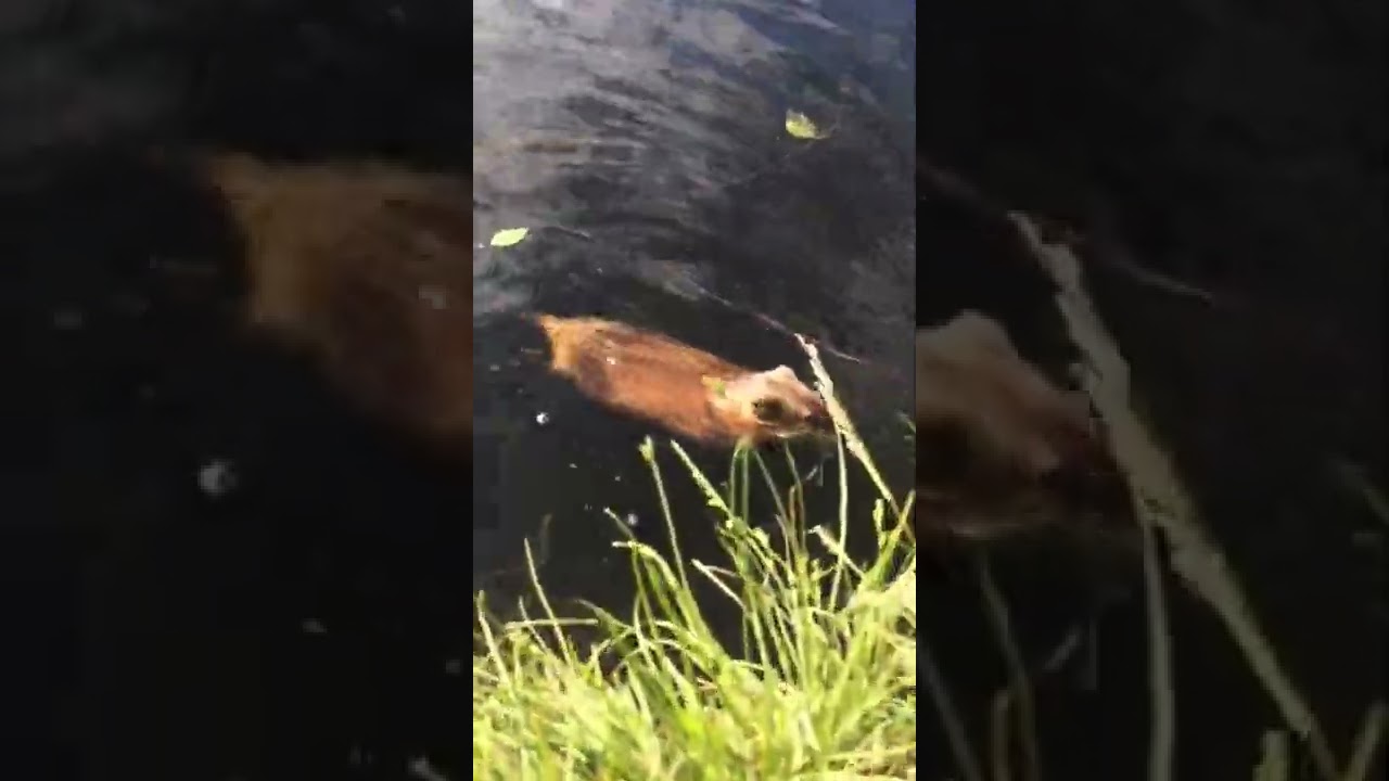 # выдра.#Водяная крыса#животное #чудище