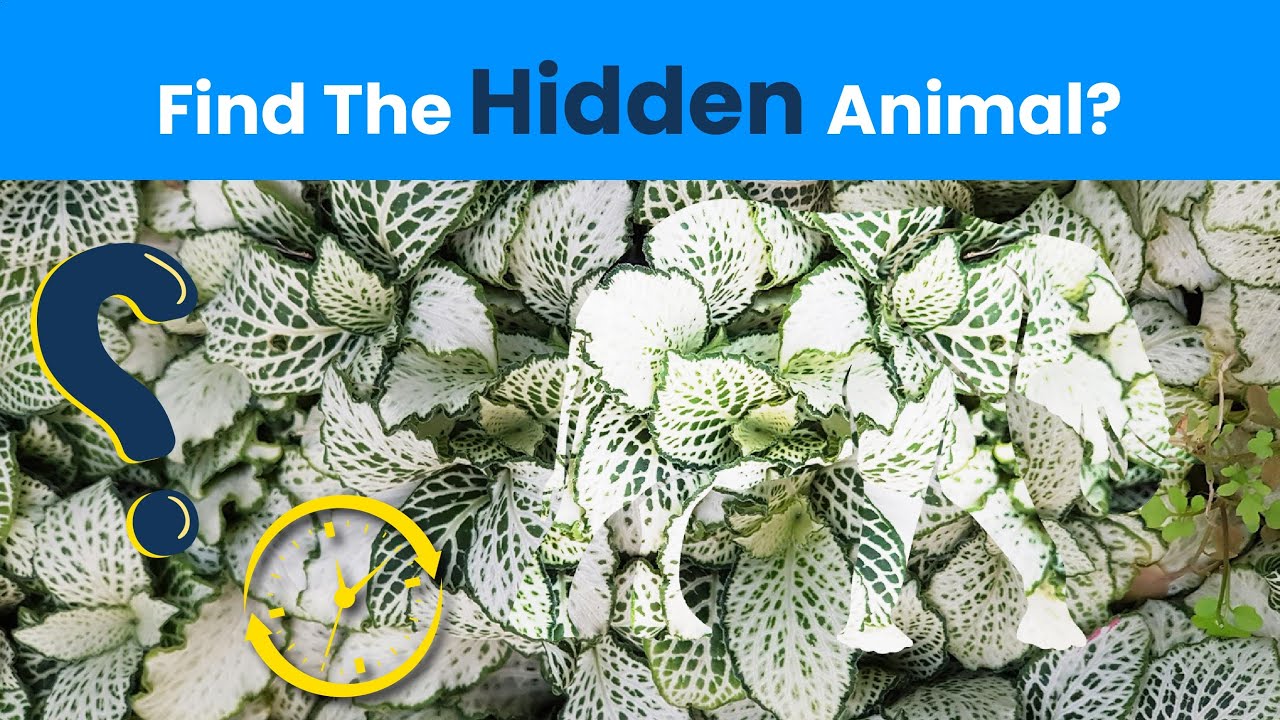 Find the Hidden Animals 🐾 Can You Spot Them All?