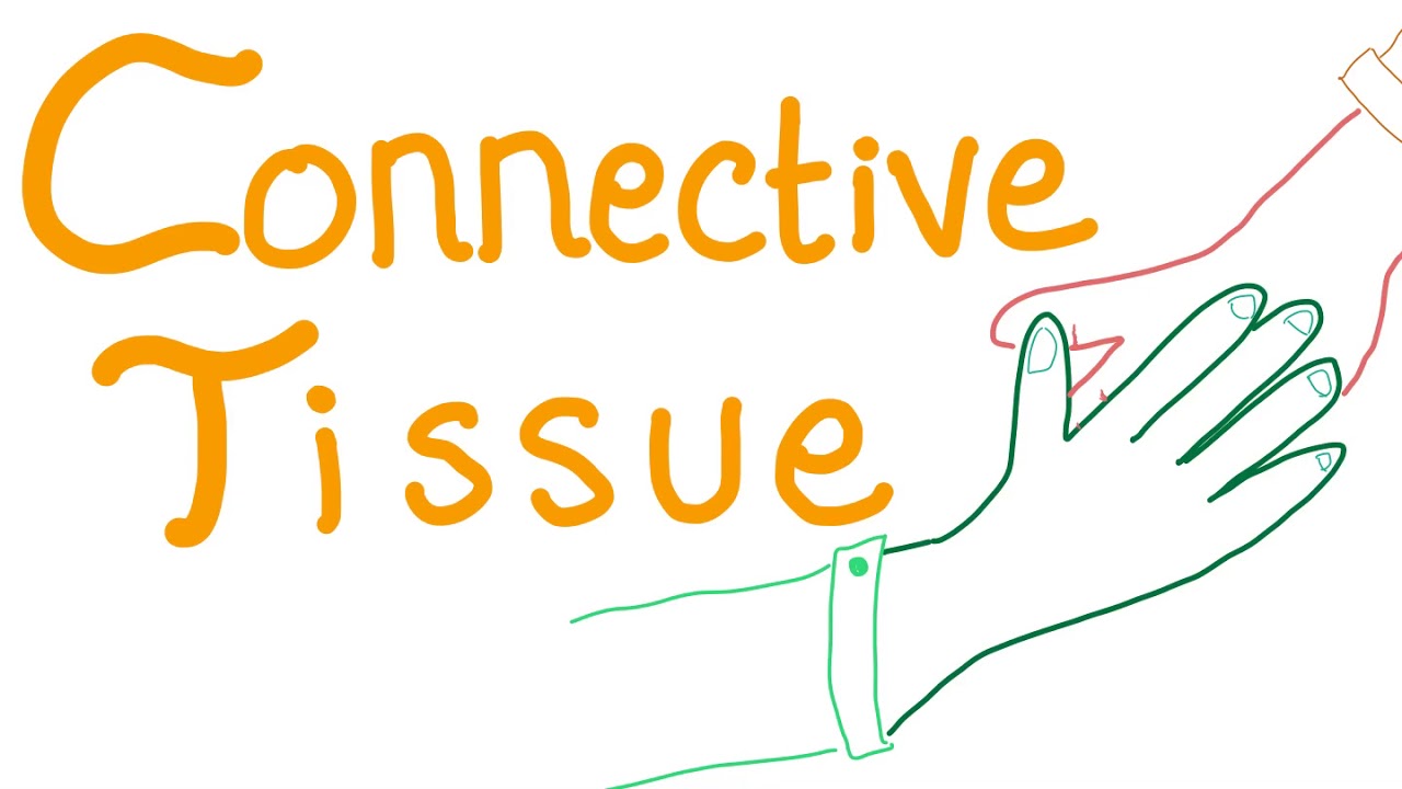 Connective Tissue | 4 Types| How Your Body Is Connected