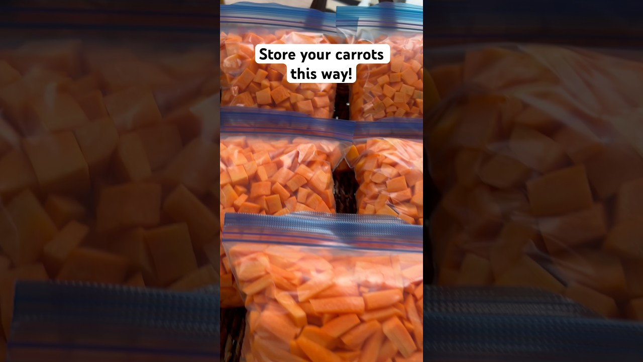 HOW TO STORE CARROTS #carrot #gardening #gardeningtips #vegetablegarden #harvest #veggies #garden
