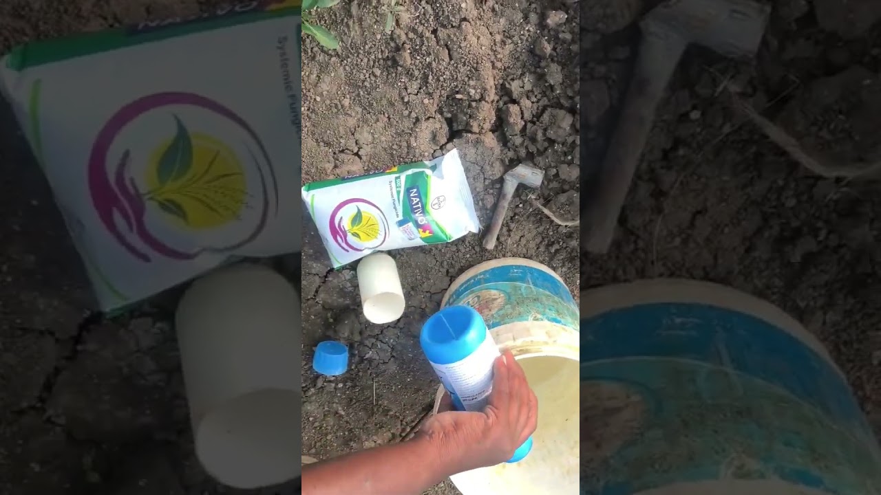 bayer nativo +bayer oberon using in chilli crop @g.siva farming