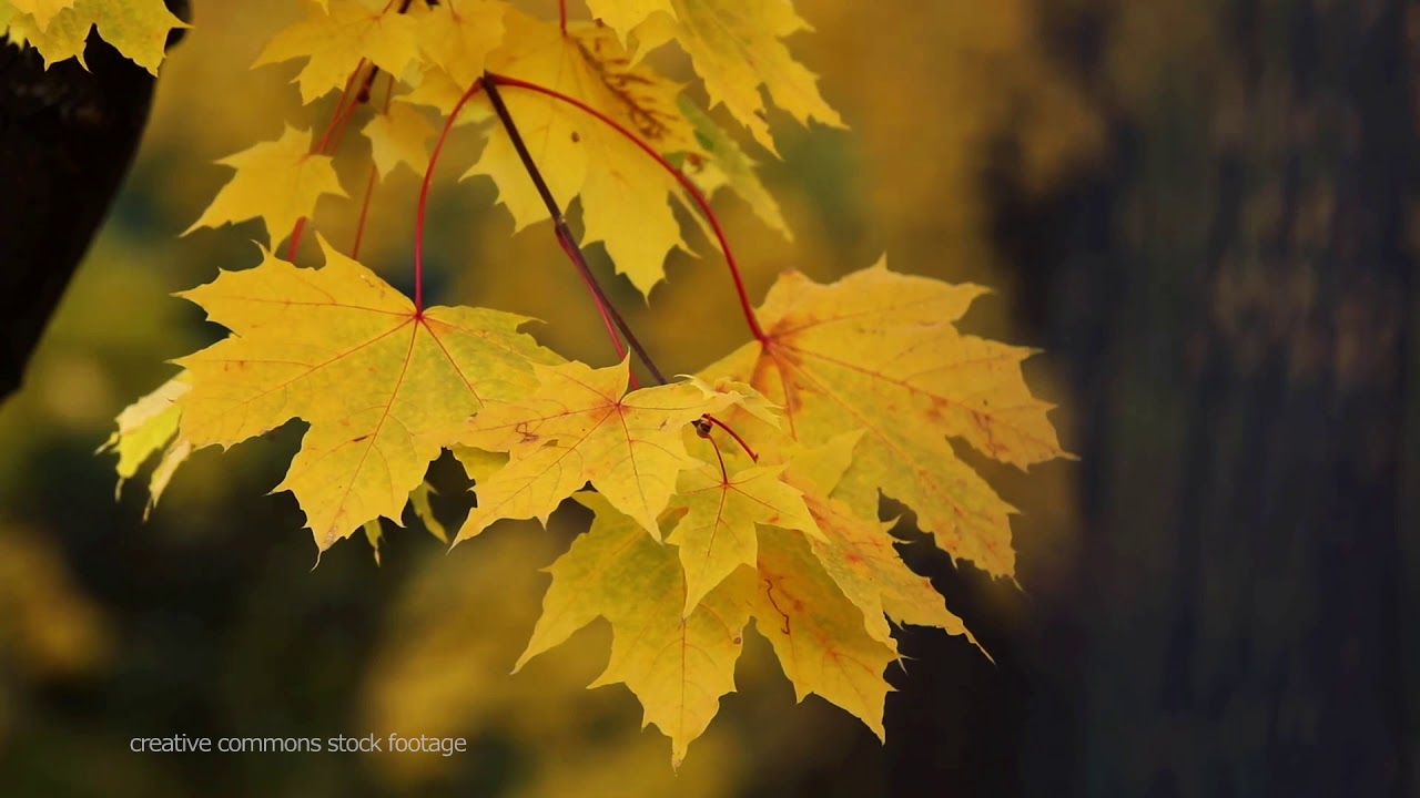 Another Autumn ~ Music from Colour Me Gone Album: Peter Lai
