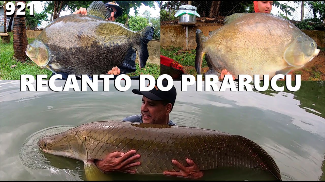 Voltamos ao Clube de Pesca Recanto do Pirarucu (TERRA DOS GIGANTES) Fishingtur #921