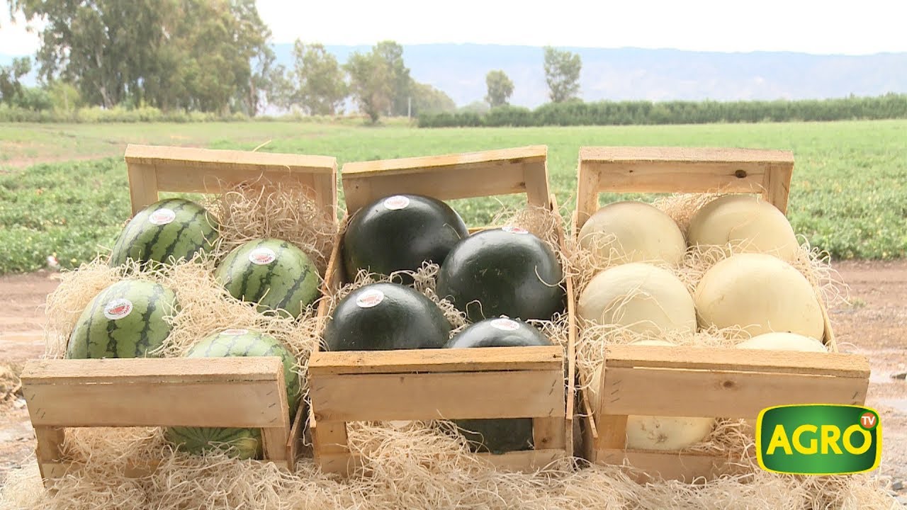 AGRO TV en San Juan: Melones y sandías de calidad en Don Domingo (#757 2018-02-03)