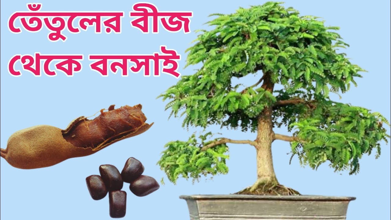 Growing tamarind bonsai from seed।।বীজ থেকে তেঁতুল বনসাই তৈরি।।
