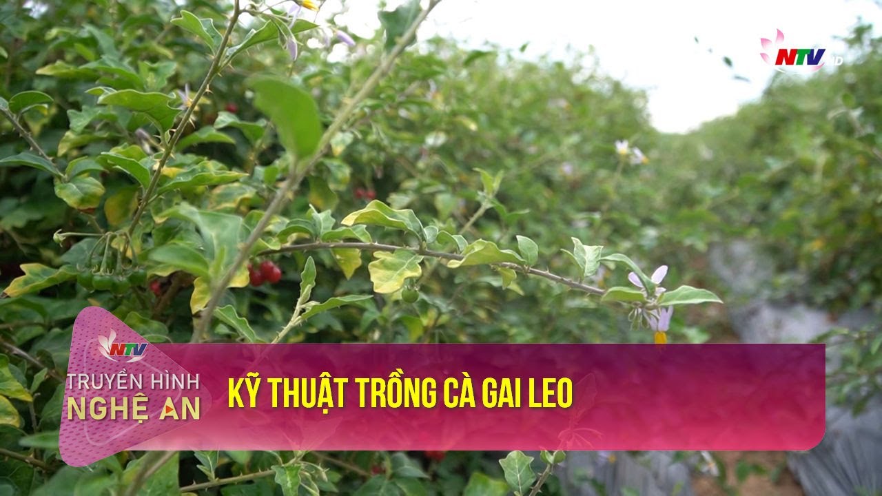 Khuyến nông: Kỹ thuật trồng cà gai leo