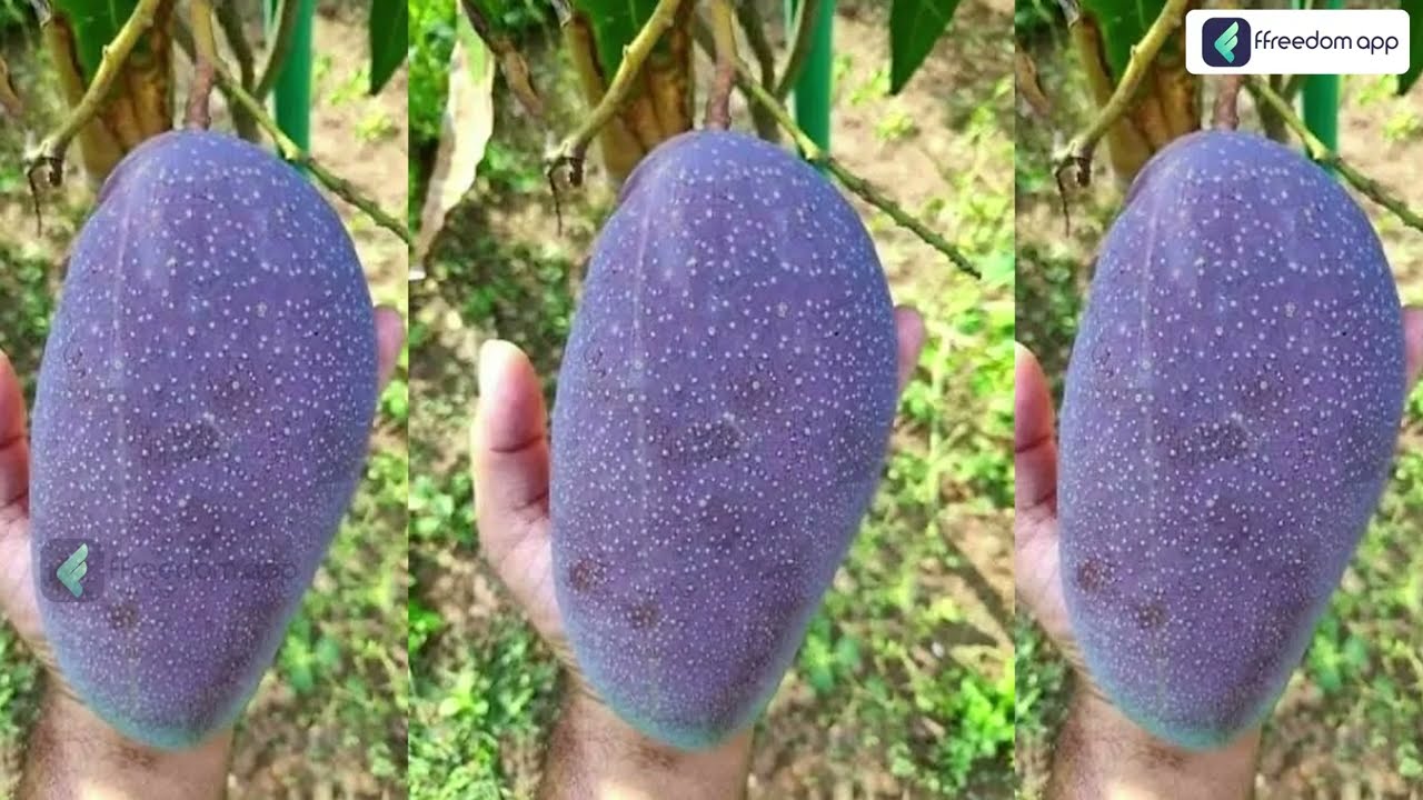 Black Stone Mango Farming | काला आम🥭 की खेती करना सीखें | Kala Aam Ki Kheti | Horticulture technique
