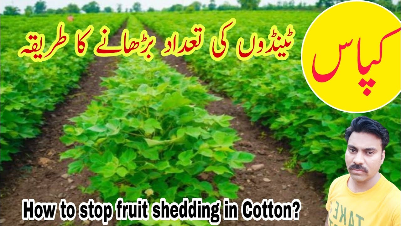 How to stop flowers and buds shedding in cotton field |Flowers shedding in cotton crop | Vital spray