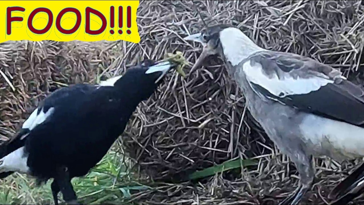 Mum Magpie eats a Lot of termites; Junior demands food and gets some; Dad shares – Australian birds