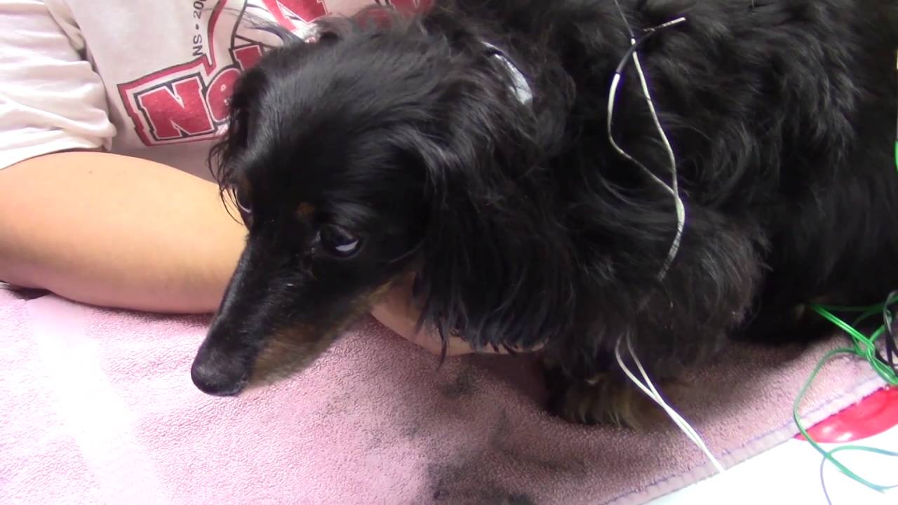 Clara the Dachshund's Paralysis Treated With Certified Acupuncture