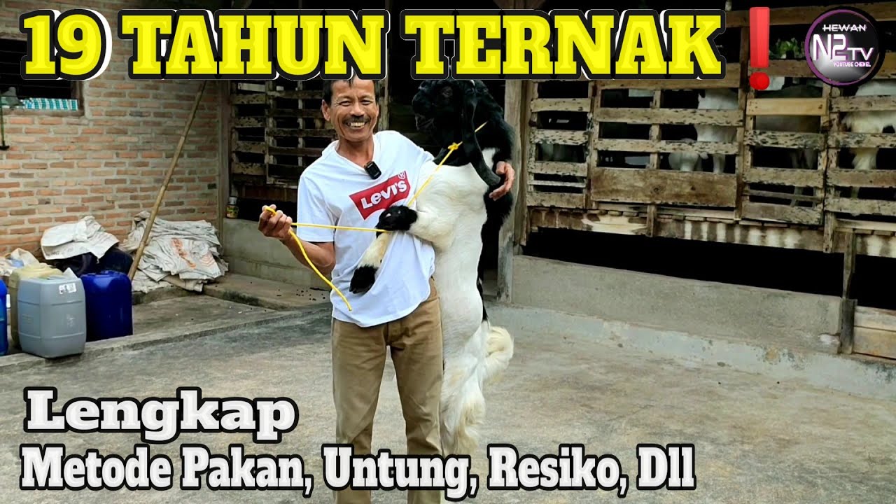 FX Marsudi Sudah 19 Tahun Fokus Breeding atau Ternak Kambing PE Kaligesing