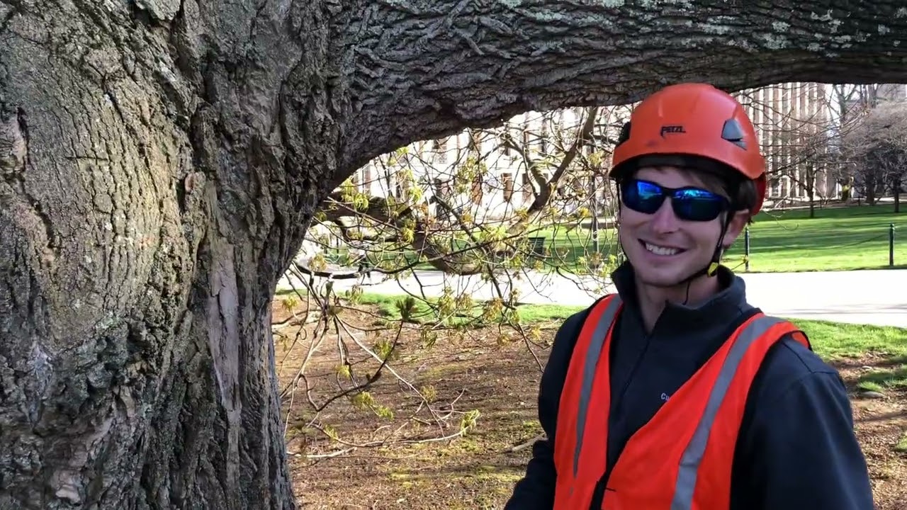 What is TRAQ?  Tree Risk Assessment Qualification