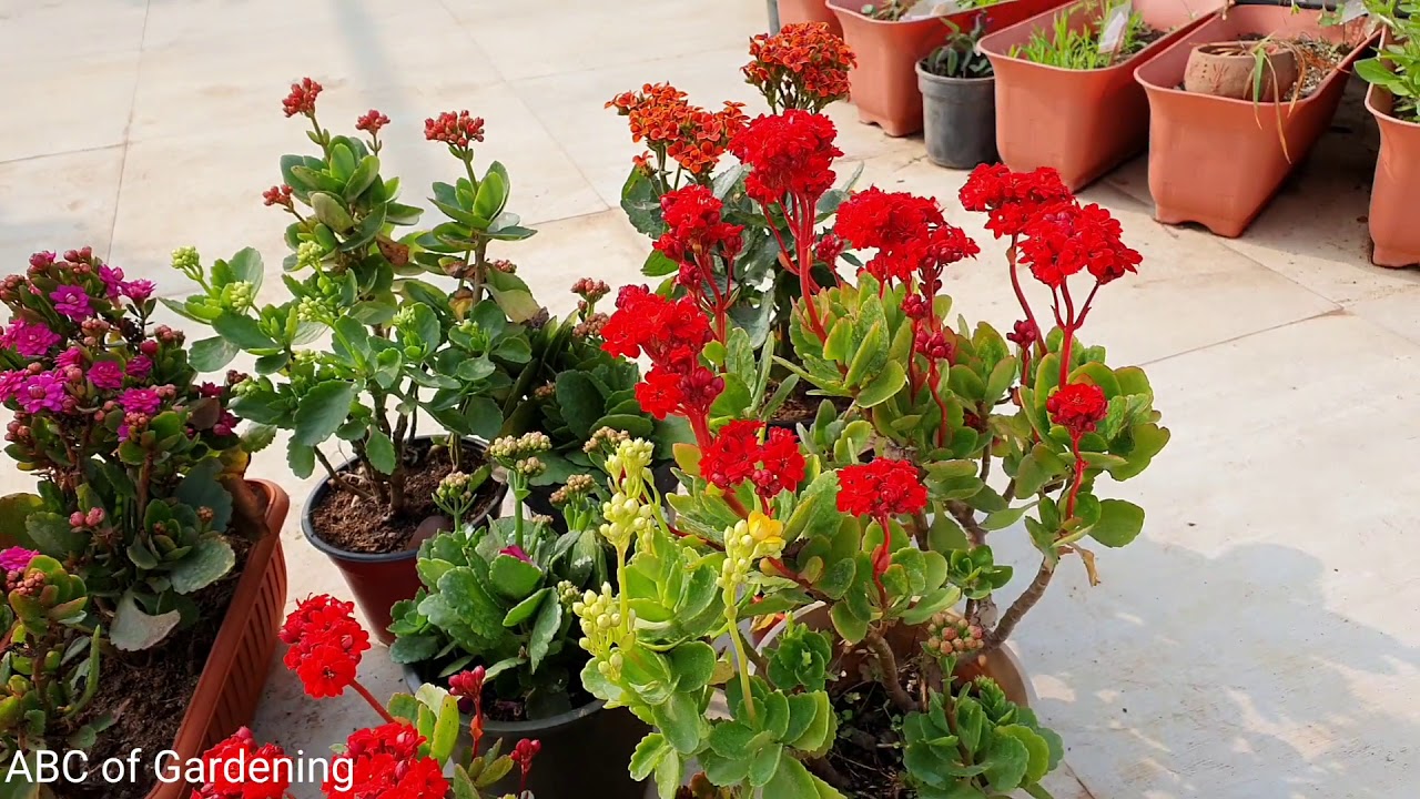 563.How to get flowers on Kalanchoe/Kalanchoe pr phool paana(Hindi/Urdu).🌷🌷🌷