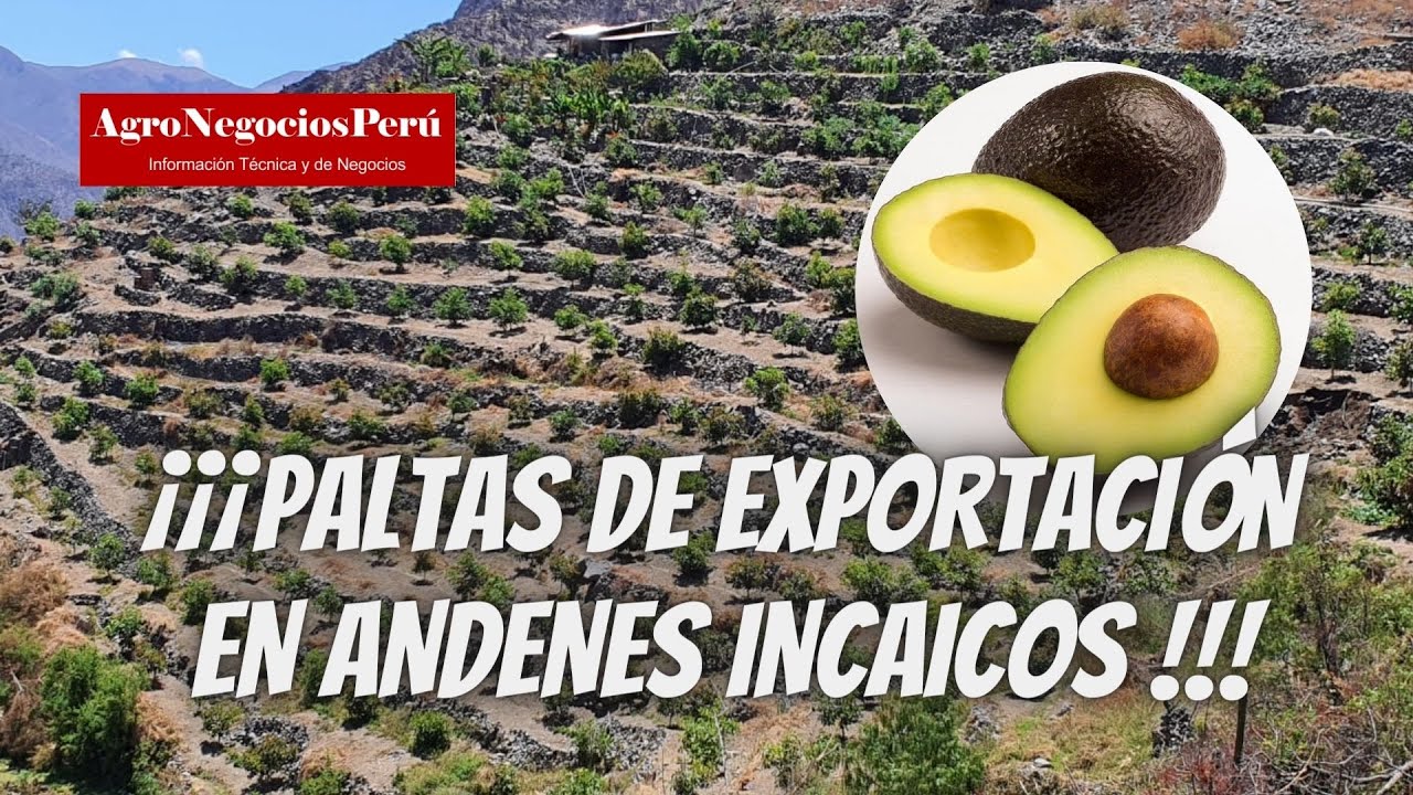 Paltas de exportación en andenes incaicos