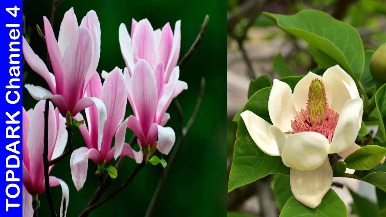 10 Variedades de Magnolias