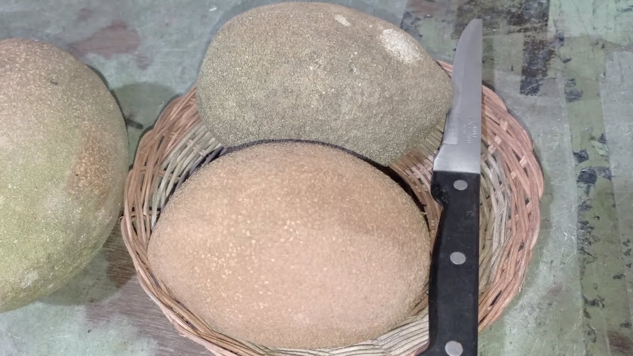MAMEY SAPOTE LORITO VS VIEJO