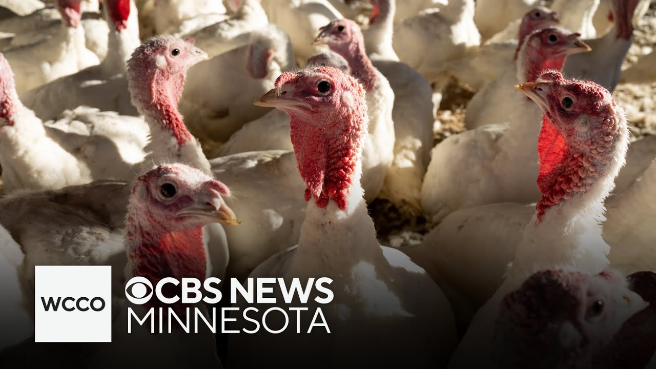 How Minnesota’s turkey farmers are fighting bird flu