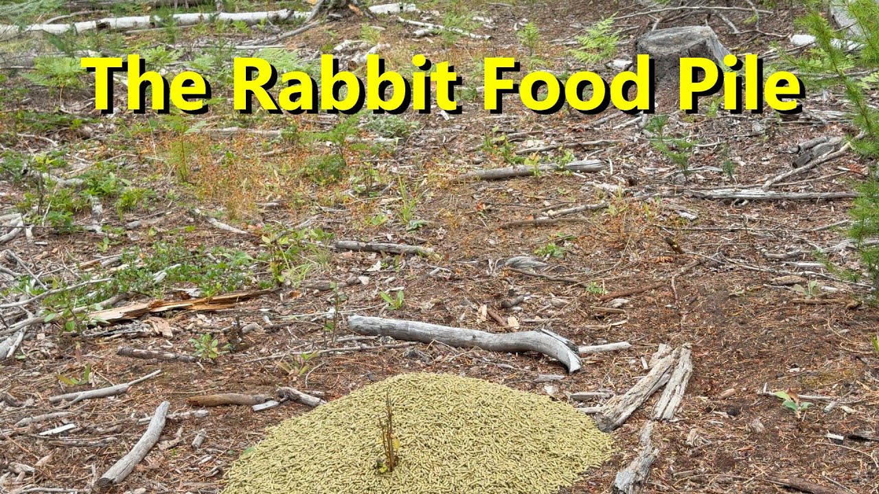 I Left a Pile of Rabbit Feed in the Woods See What Happens Next