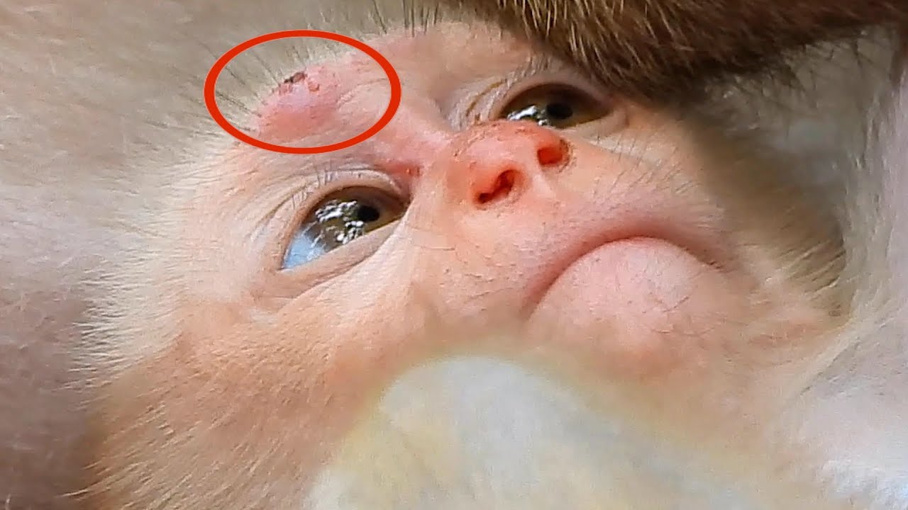 OhGod ! Pitiful Lovely Baby Little Cute Monkey I Adorable Monkey.