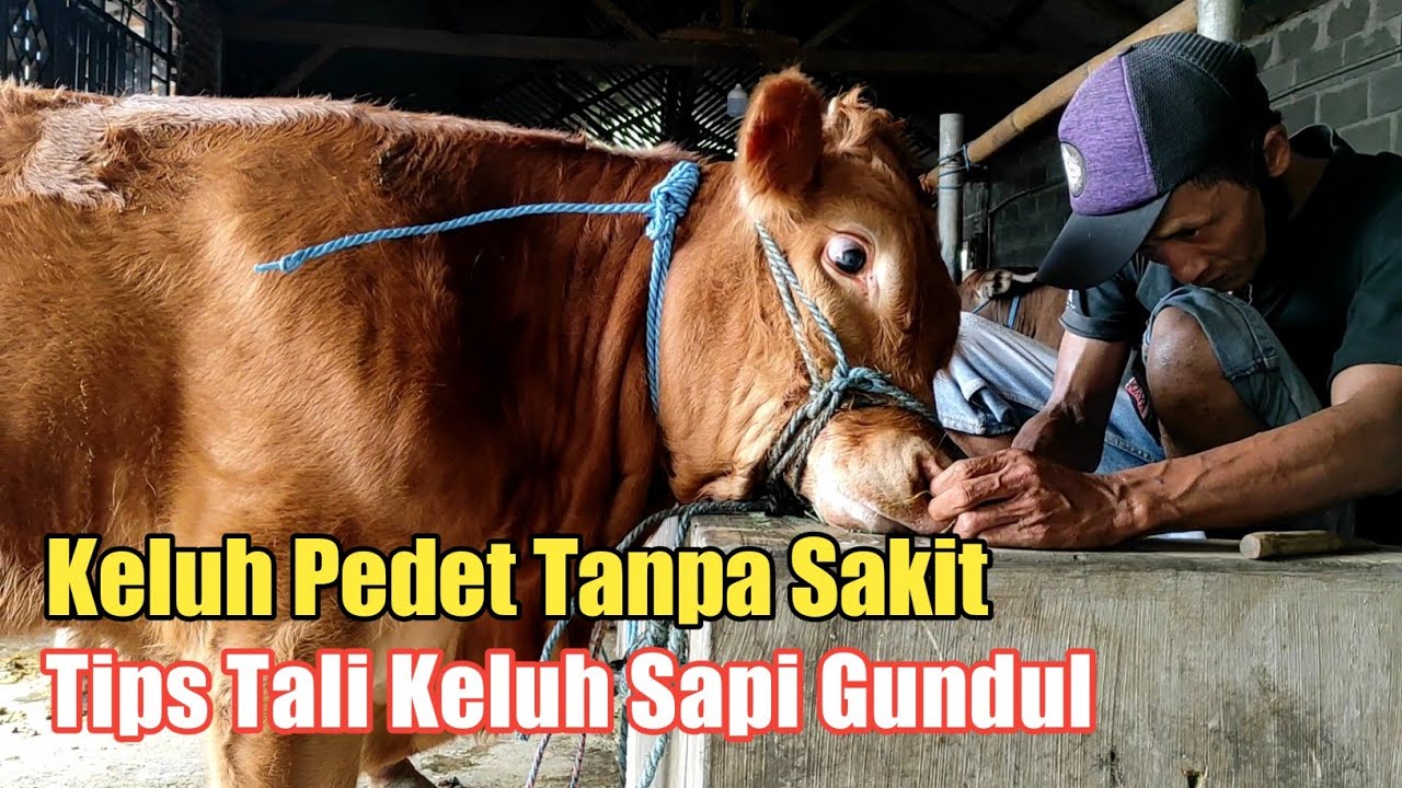 Cara Keluh Pedet dan Tips Mengatasi Keluh Sering Lepas pada Sapi Gundul