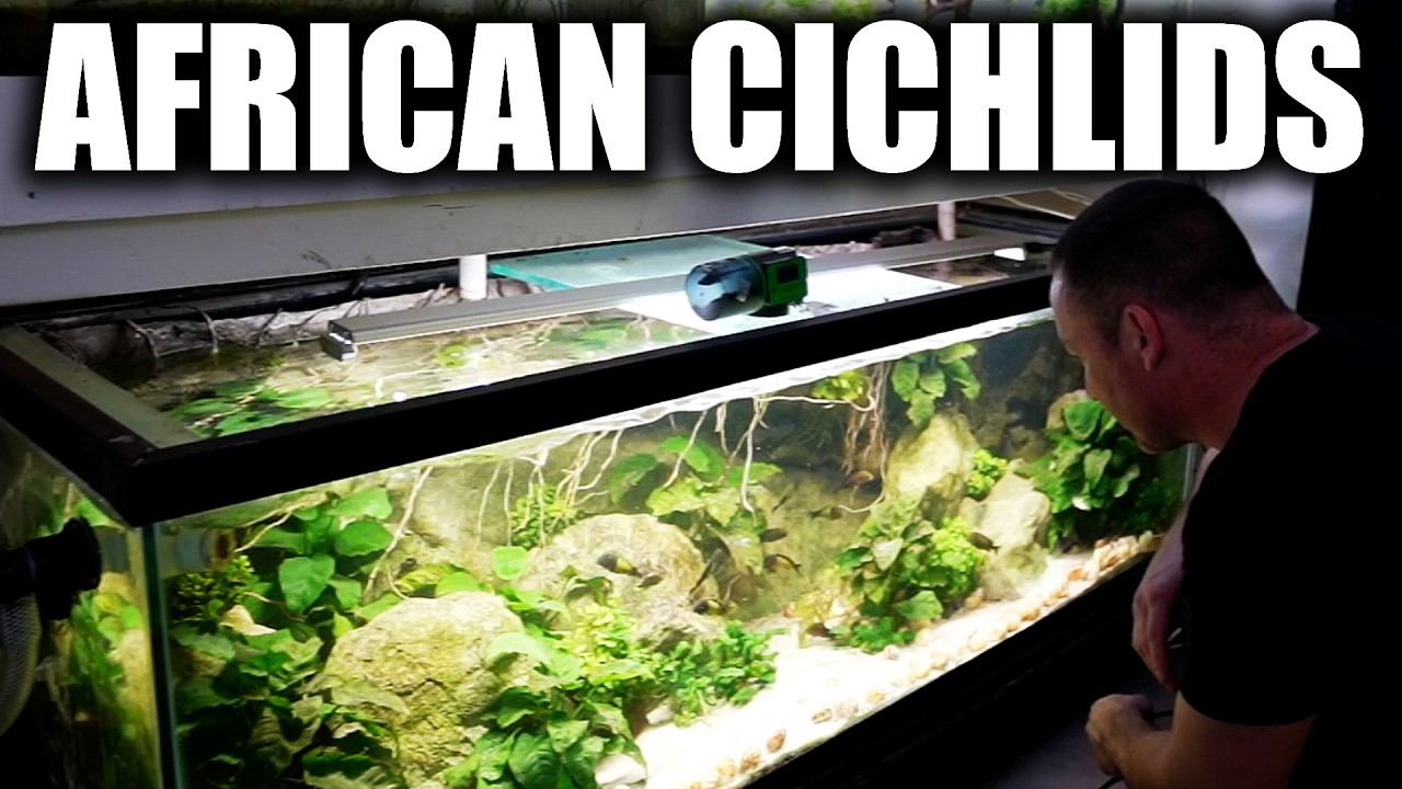 THE ULTIMATE AFRICAN CICHLID AQUARIUM - How to keep tropheus