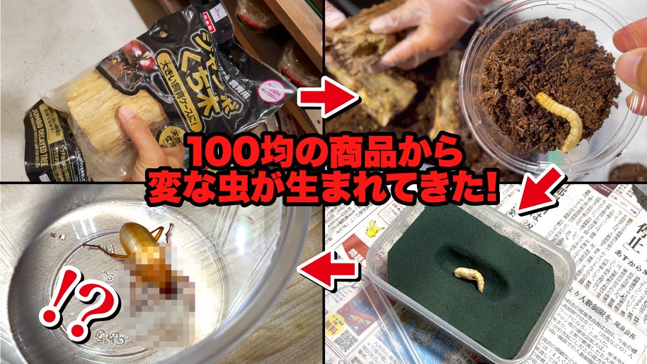 某100均ショップの商品から生まれてきた“ダイソーちゃん”