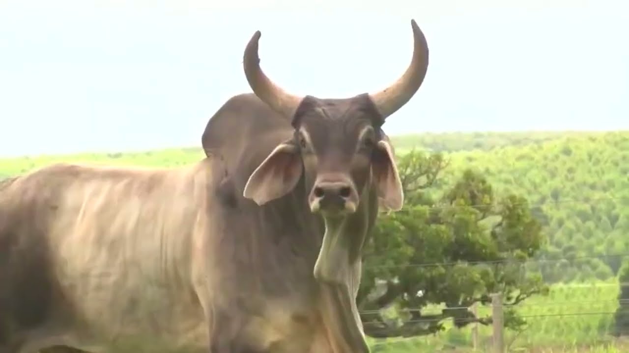 Bull Sounds