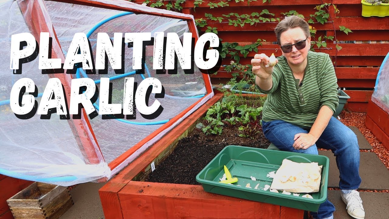 Planting out garlic & pea shoots in October | sowing, growing and harvesting | Grow along with Eli