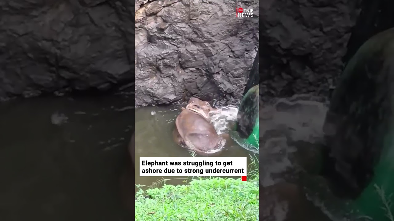 Elephant gets trapped in canal near Kerala's Mullaperiyar dam