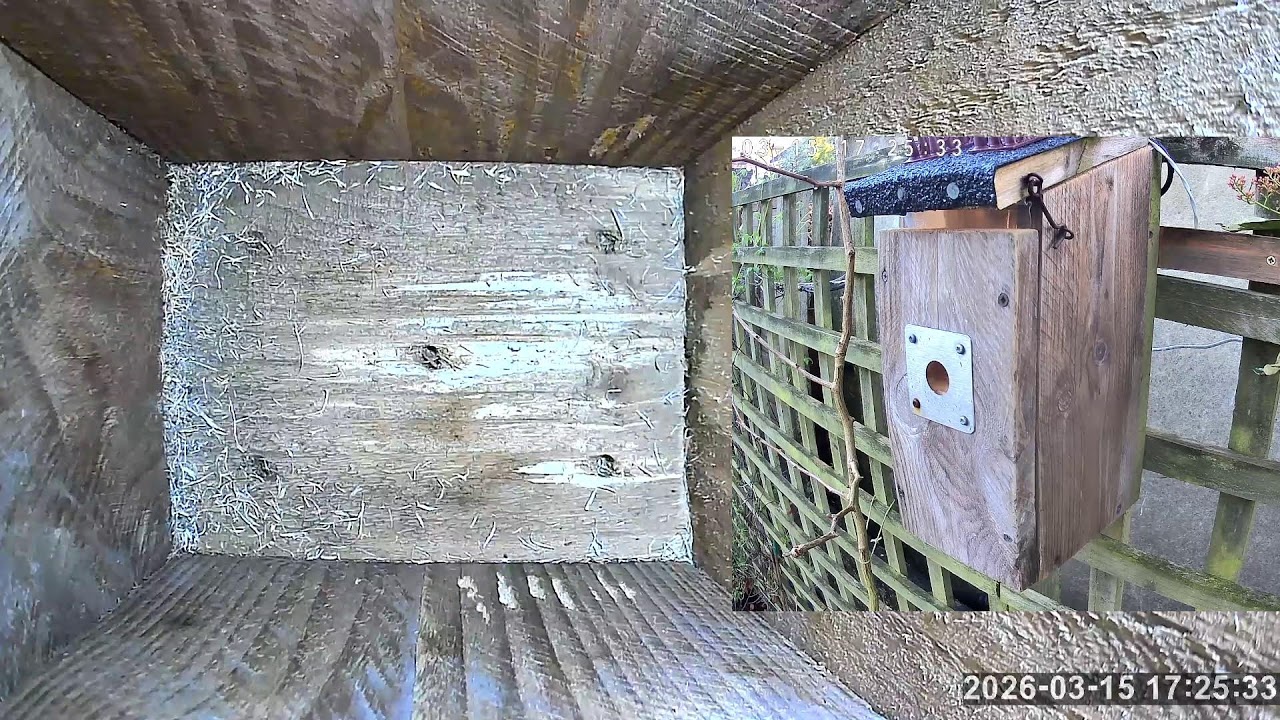 SoBo Nest Box Live Stream