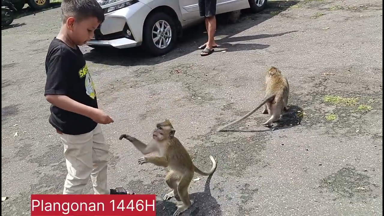 1446H,    Plangonan 1446H