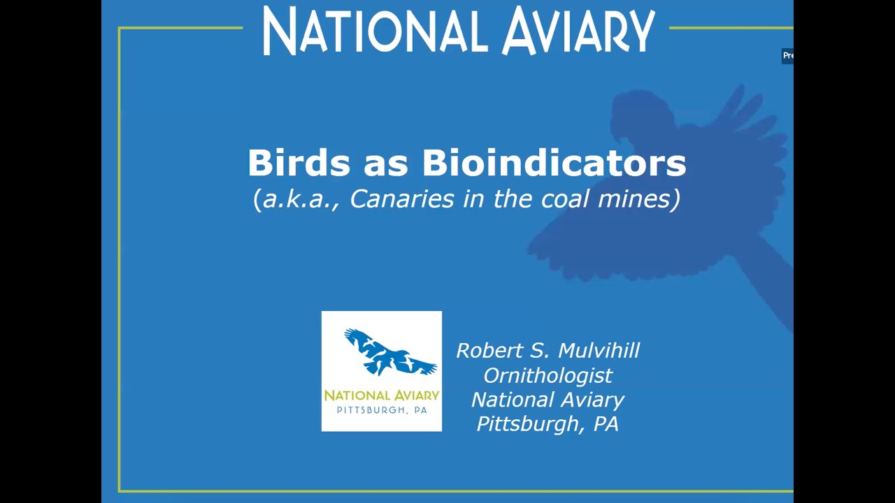 Birds as Bioindicators