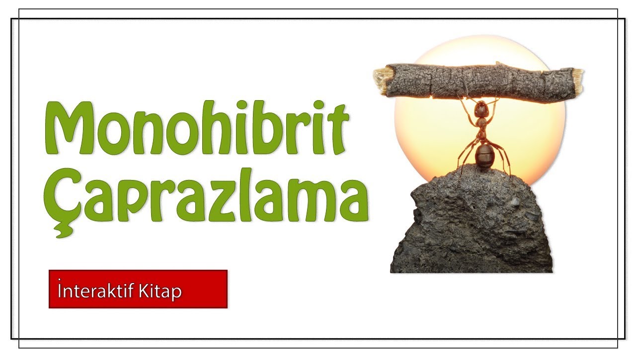 Monohibrit Çaprazlama #sayfa144